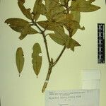 Pieris formosa Mosusu