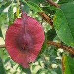 Terminalia prunioides Fruit