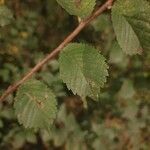 Ulmus minor Leaf