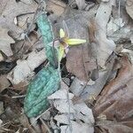 Erythronium umbilicatum 花