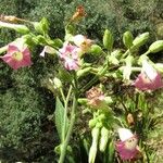 Nicotiana tabacum Flor