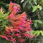Aphelandra sinclairiana Flower