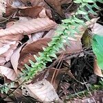 Asplenium platyneuron Hoja