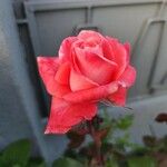 Rosa lucieae Blomma