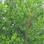 Juniperus procera पत्ता