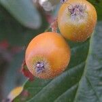 Sorbus intermedia Плод