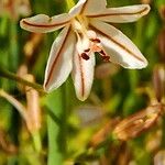 Asphodelus fistulosus 花