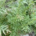Reseda alba Frunză