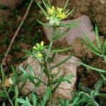 Sisymbrella aspera Hábito