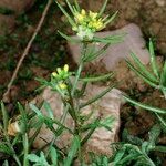 Sisymbrella aspera Habit