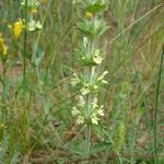 Sideritis fruticulosa Autre