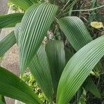 Curculigo capitulata Leaf