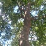 Zelkova carpinifolia عادت داشتن