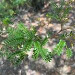 Acacia terminalis Foglia