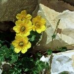 Geum reptans Habit