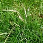 Bromus diandrus 葉