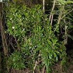 Pittosporum brevispinum 整株植物