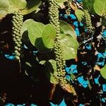 Coccoloba uvifera Fruit