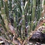 Euphorbia neriifolia Corteza