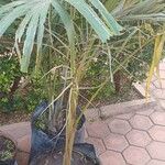 Phoenix reclinataDelienn