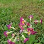 Primula x polyantha Flower