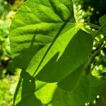 Aristolochia tomentosa Frunză