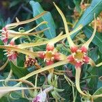 Strophanthus speciosus Gyümölcs