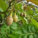 Solanum betaceum Frucht