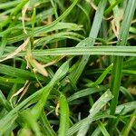 Sesleria caerulea Blad