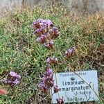 Limonium emarginatum Kwiat