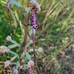Himantoglossum adriaticum Flower