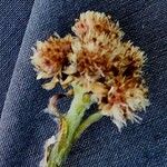 Antennaria carpatica Flor