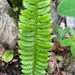 Polystichum × illyricum Foglia