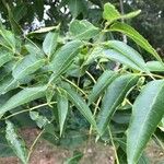 Searsia chirindensis 葉