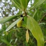 Bontia daphnoides Fruit