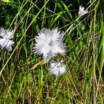 Dianthus hyssopifolius Flower