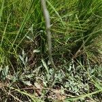 Helichrysum odoratissimum Blatt