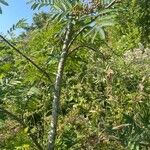 Sorbus aucuparia 树皮