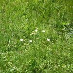 Parnassia palustris Habit