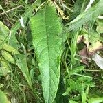 Cirsium heterophyllum Leaf