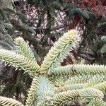 Abies numidica ഇല