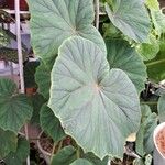 Begonia handelii Folha