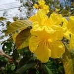 Handroanthus ochraceus Blomma