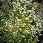 Arenaria grandiflora Floro