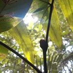 Swartzia panacoco 葉