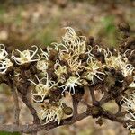 Julbernardia paniculata Flor