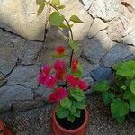 Bougainvillea × buttiana Kwiat