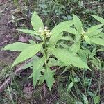 Penthorum sedoides Habit