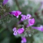 Lamium amplexicauleᱵᱟᱦᱟ