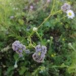 Valeriana coronata Blüte